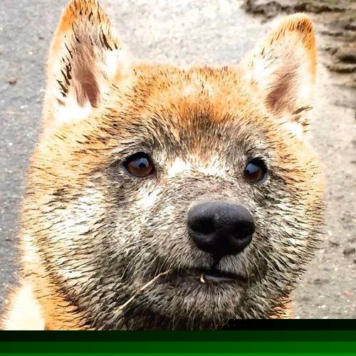 传统豪门博洛尼亚现身冷门,勇往直前追赶,博洛尼亚ds