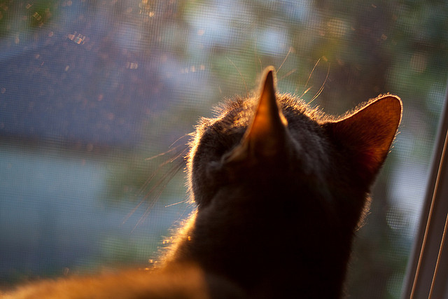 爱游戏下载-利雅得新月完成夏窗重磅引援，利雅得在哪