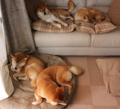 爱游戏首页入口-千叶喷射机赛季目标明确，日本篮球千叶喷射机