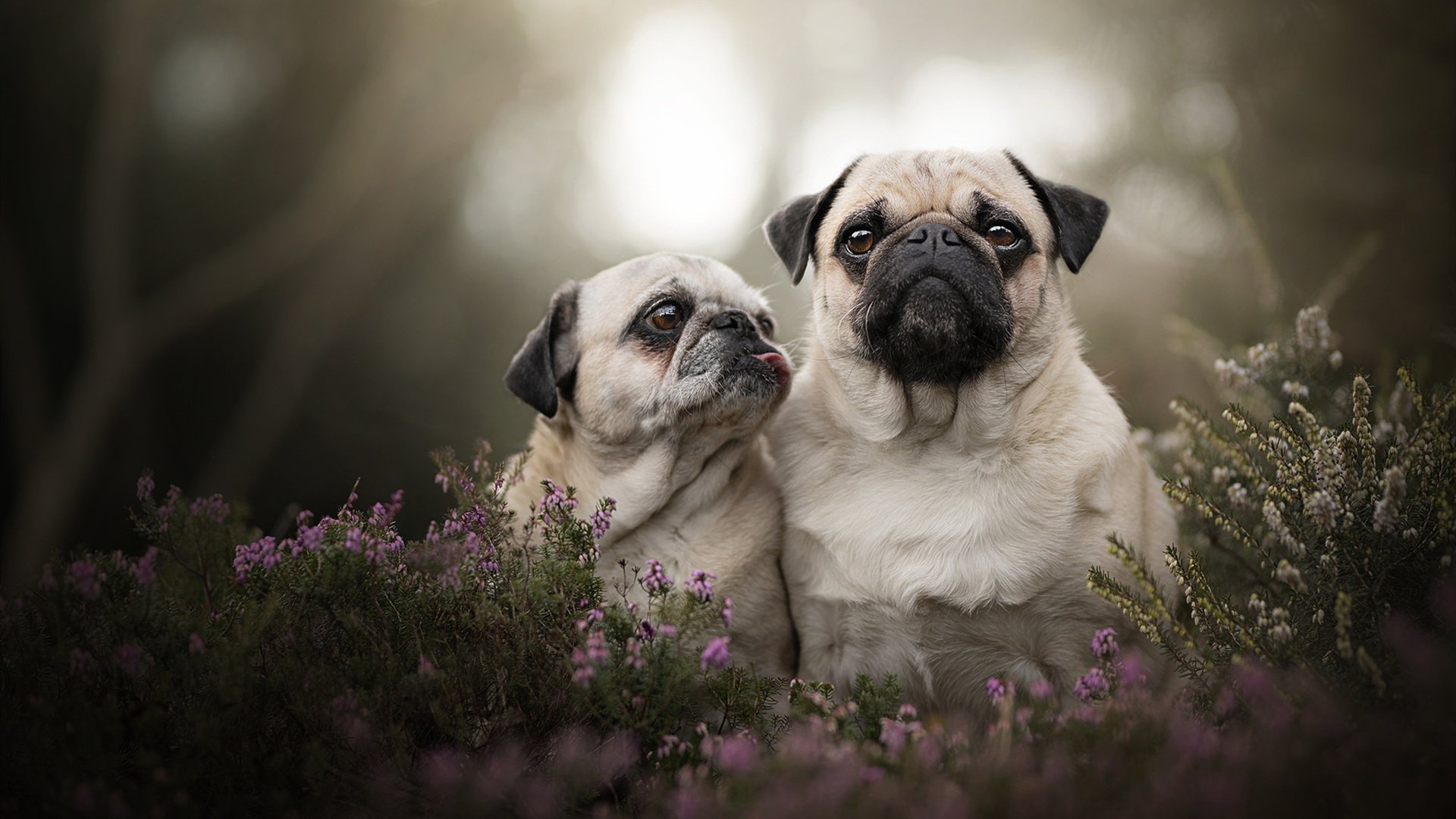 国际米兰中场核心发威,国际米兰 pif