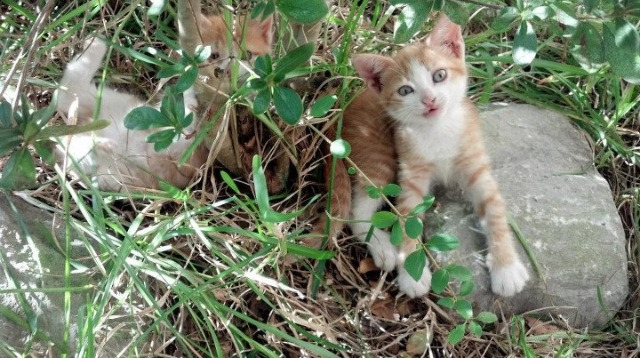 爱游戏中国-急速比拼：山东队众将团结一致取得胜利，山东队接力夺冠
