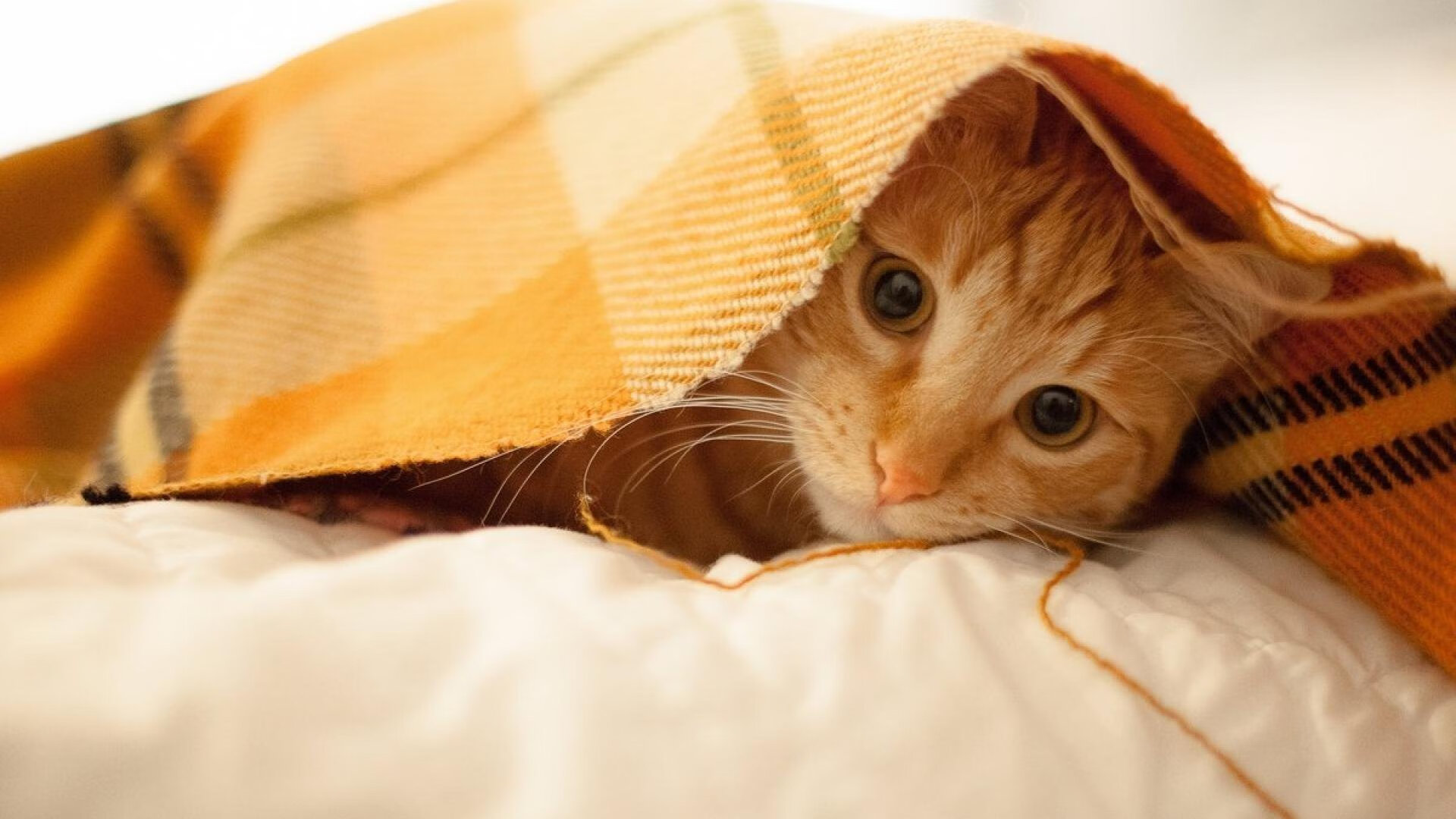 爱游戏体育app下载-柏林赫塔客场艰难取胜，保级形势稍有好转，柏林赫塔vs柏林联