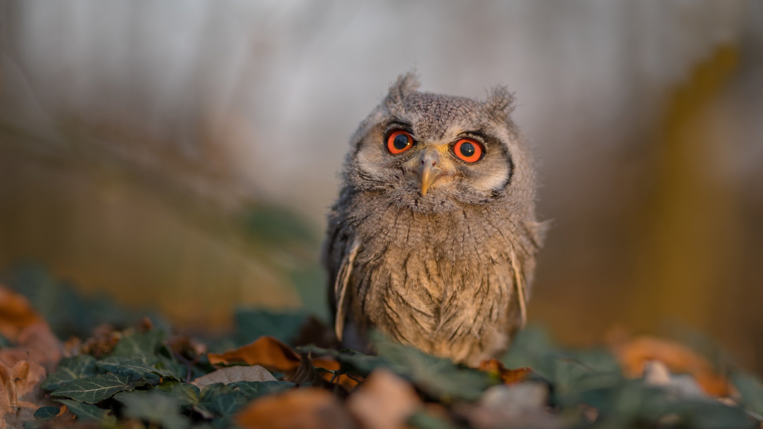 爱游戏-世界青少年马拉松劲爆开跑，燃烧希望，追逐梦想，2021青少年马拉松