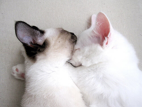 中国篮球联赛赛事安全管理与风险控制，篮球赛事组织与管理