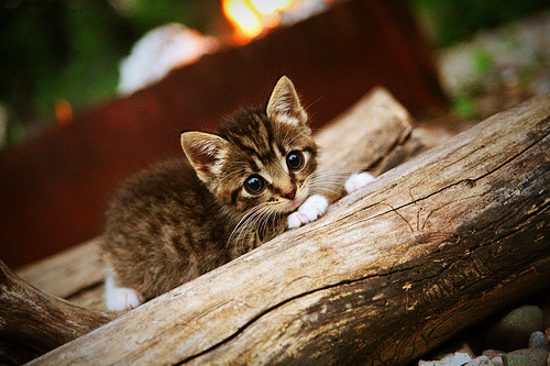 中小学体育教师评价机制现状与优化策略研究，中小学体育工作评估自评标准