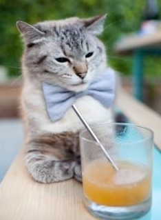 全国男子橄榄球联赛广东队三连冠，男子橄榄球视频精彩视频