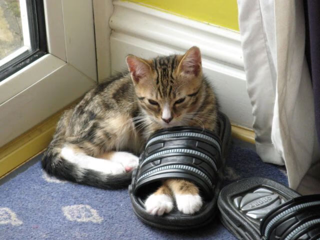 新闻中心新产品正式进入市场，新产品进入市场的行动及计划