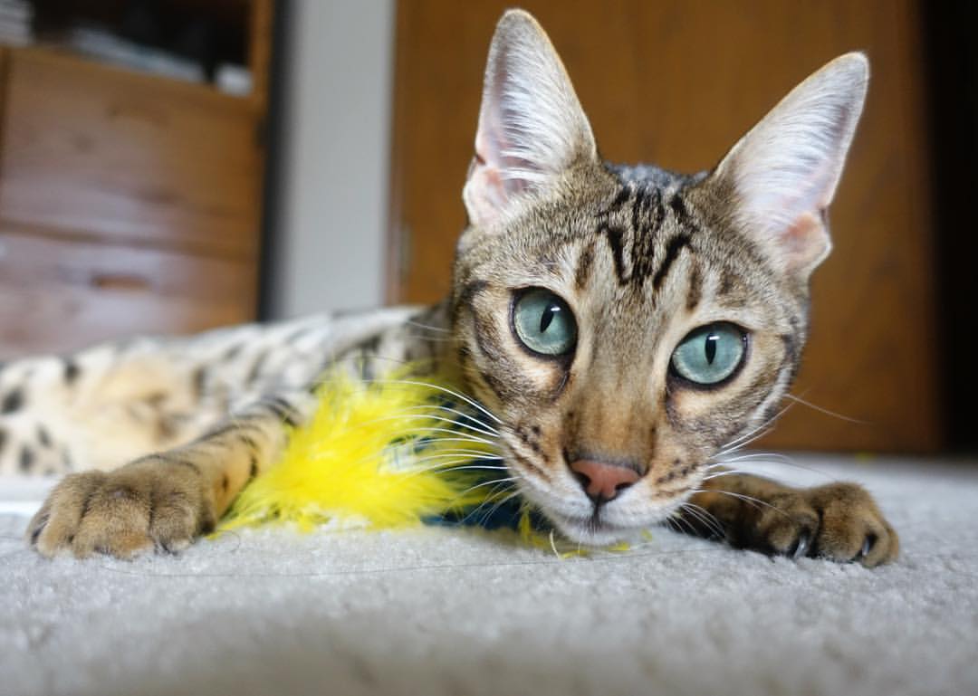 中超联赛中国青年队夺冠 球迷欣喜若狂，中超青训队